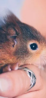 Close-up of a cute squirrel held in gentle hands.