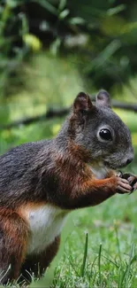 Cute squirrel with green background, eating in nature.