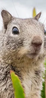 Curious squirrel peeking through green leaves.