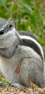 Adorable squirrel in natural setting, perfect for mobile wallpaper.