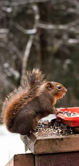 Cute squirrel eating seeds on a feeder in a snowy forest setting.