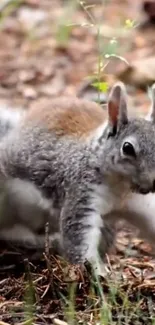 A cute squirrel in a natural woodland setting.