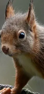 Cute squirrel on branch with a natural blurred background.