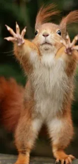 Adorable squirrel with outstretched paws on a black background.