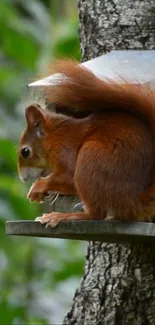 Red squirrel sitting on a birdhouse with lush green background.