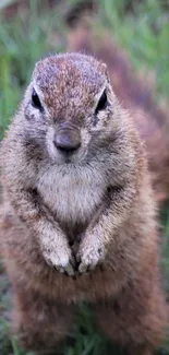 Cute squirrel standing on green grass, looking curious.