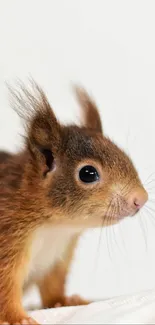 Cute squirrel on a white background with fluffy ears and bright eyes.