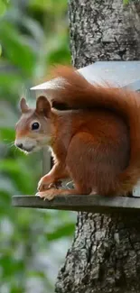 Cute squirrel sitting on a tree in nature wallpaper.