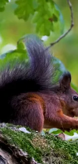 Squirrel perched on a tree branch in a lush green forest scene.