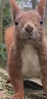 Adorable squirrel on a tree branch in forest setting.