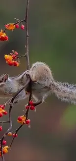 Squirrel perched on a branch with vibrant berries.