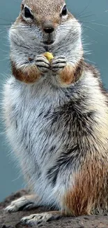 Squirrel eating nut on a rock with blue background.