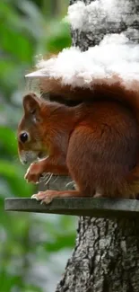 A cute squirrel perched on a tree branch with a lush green background.