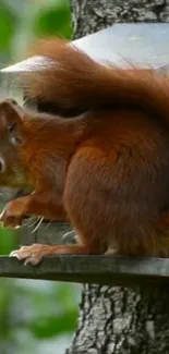 Vibrant chestnut squirrel perched on tree branch.