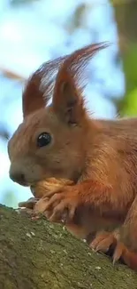 Cute squirrel perched on tree branch with blue sky background.