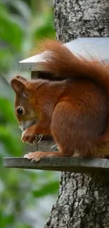 Cute red squirrel on a tree eating seeds.