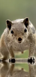 Adorable squirrel with reflection on a serene background.