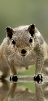 Squirrel facing forward with reflection on mobile wallpaper.