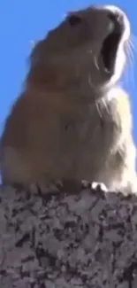 Playful squirrel perched on rock under a blue sky.