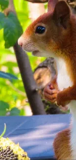 Curious red squirrel in green forest setting.