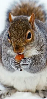 Gray squirrel holding a nut in snowy background.