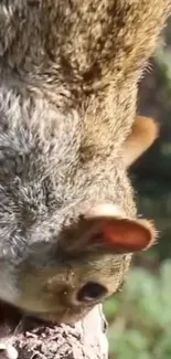 A cute squirrel upside down on a tree in a forest setting.