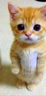 An adorable orange kitten standing upright, looking directly at the camera.