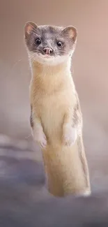 Adorable stoat standing upright in natural setting