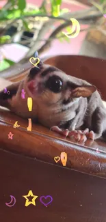 Sugar glider resting on a wooden table with lush green surroundings.