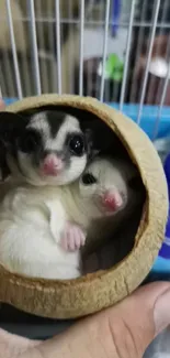 Two sugar gliders resting inside a coconut shell.