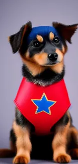 Adorable puppy in a superhero costume with star emblem on a purple background.