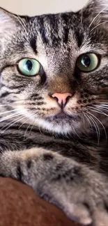 Adorable tabby cat with green eyes relaxing.