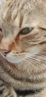 Close-up of a tabby cat with striking fur in a mobile wallpaper.