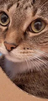 Close-up of a tabby cat with large green eyes and soft fur.