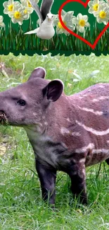 Young tapir standing in a lush green meadow with spring flowers.