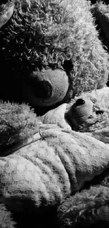 Black and white image of cozy teddy bears cuddling close together.