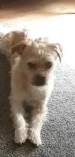 Adorable terrier dog lying on a carpet with sunlight filtering in.