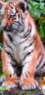 Adorable tiger cub sitting on a log surrounded by green leaves.