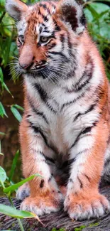 Cute tiger cub sitting on a log with green leaves in the background.