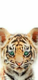 Cute tiger cub with green eyes and fur on a white background.