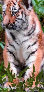 Adorable tiger cub amid lush green leaves.