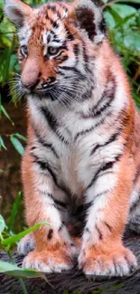 Cute tiger cub sitting on a log with green leaves in the background.