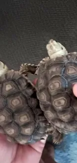 Two cute tortoises gently held by hands.