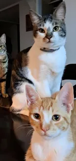 Three charming cats posing for a portrait.