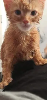 Cute wet kitten sitting on a person's leg.