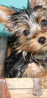 Wet puppy in a wooden box with bright aqua background wall.