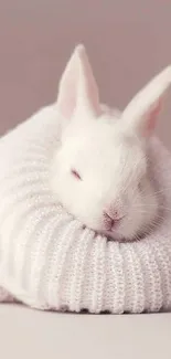 Cute white bunny resting in a cozy sweater.