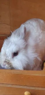 Fluffy white bunny in a wooden hutch.