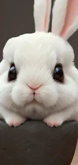 Cute fluffy white bunny sitting on a rock.