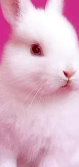 Cute white bunny on a vibrant pink background.